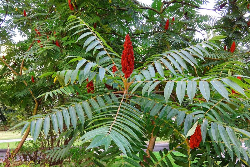 Сумах Rhus typhina
