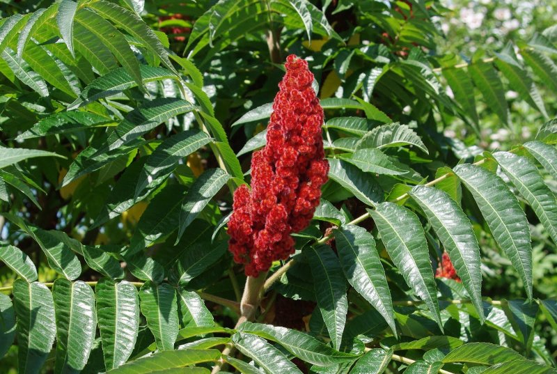 Сумах (Rhus copallina)