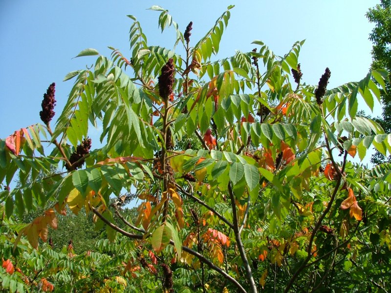 Сумах дубильный (Rhus coriaria