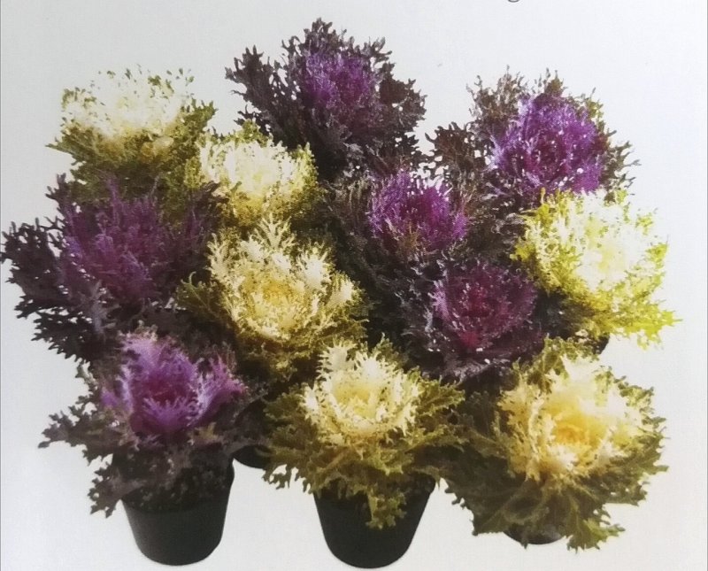 Капуста декоративная (Brassica oleracea) Nagoya Mix