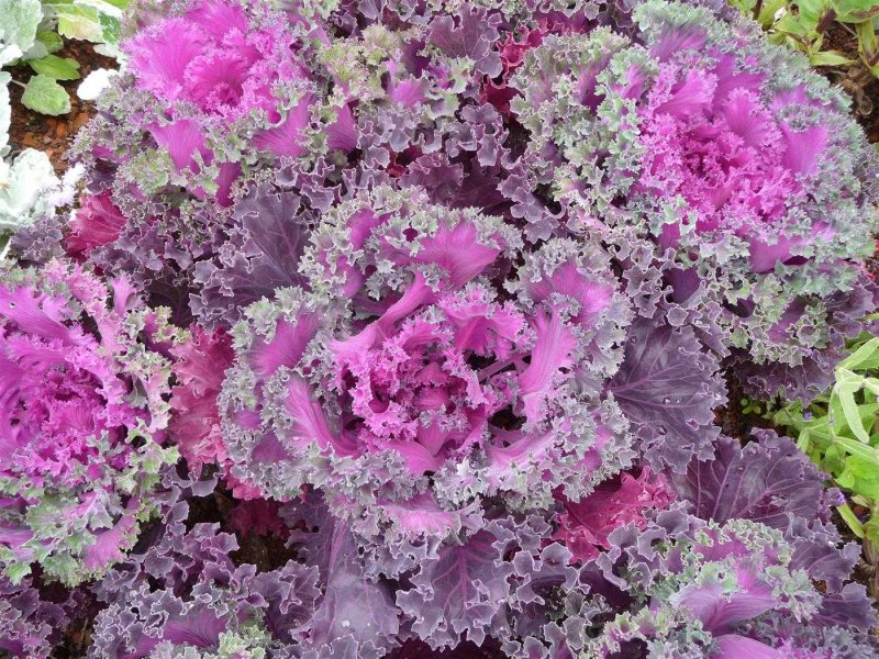 Капуста декоративная (Brassica oleracea) Nagoya Mix