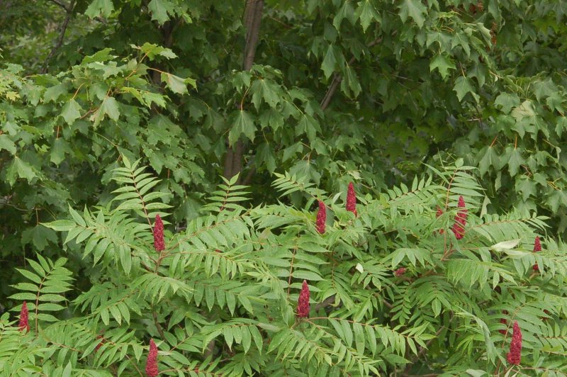 Сумах голый (Rhus glabra).