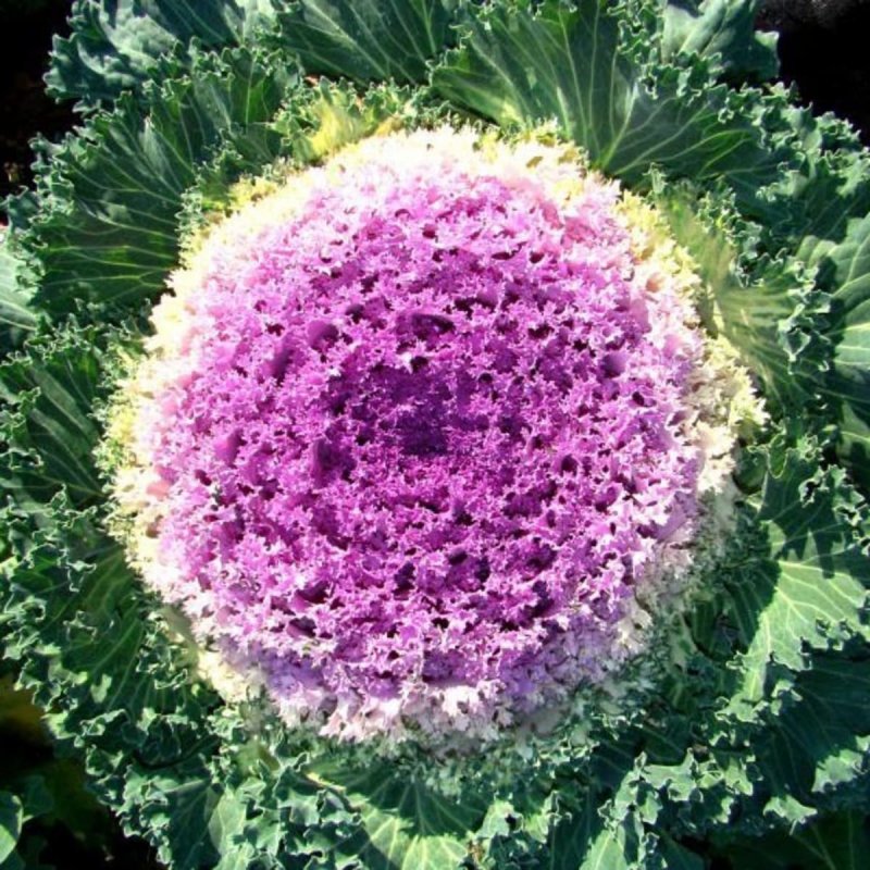 Brassica oleracea