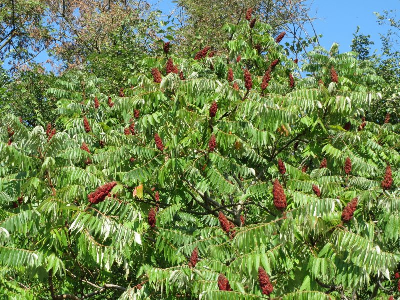 Staghorn Sumac