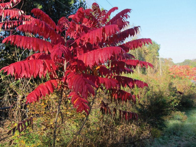 Сумах оленерогий Rhus typhina