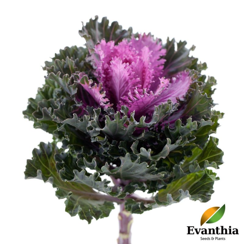 Декоративная капуста Brassica oleracea