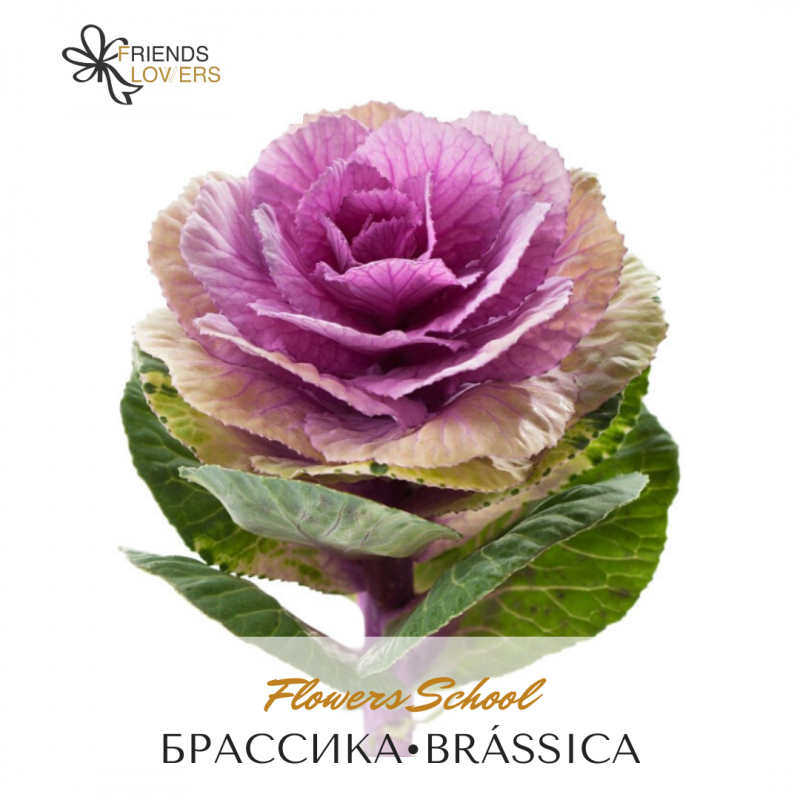 Брассика Крейн
