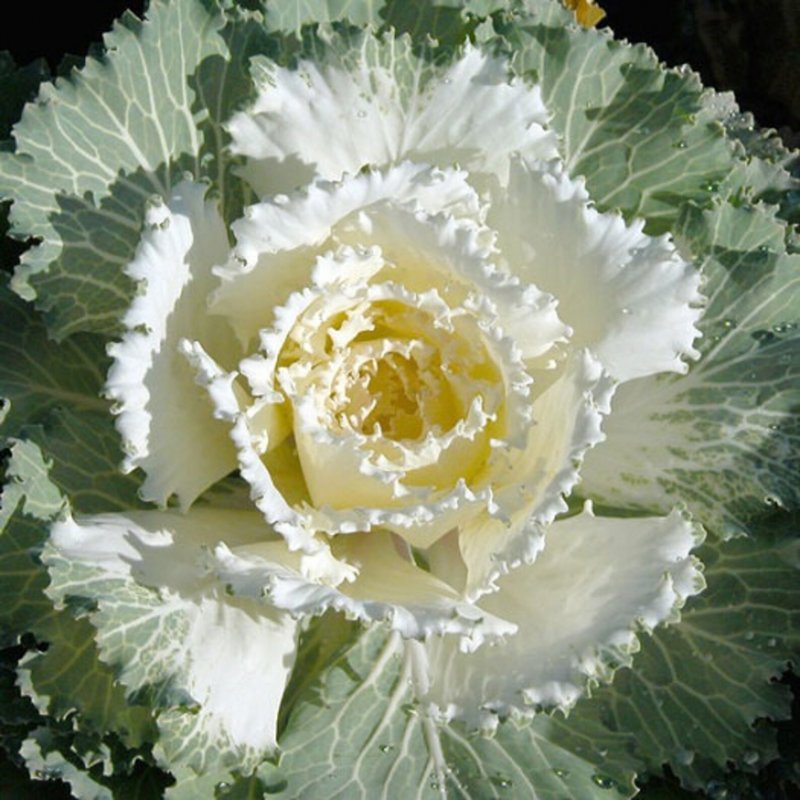 Капуста декоративная Пикок White