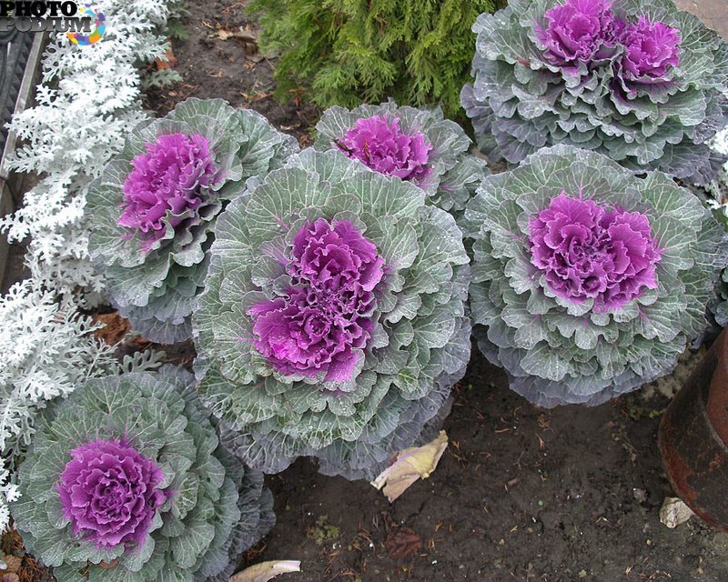 Brassica oleracea