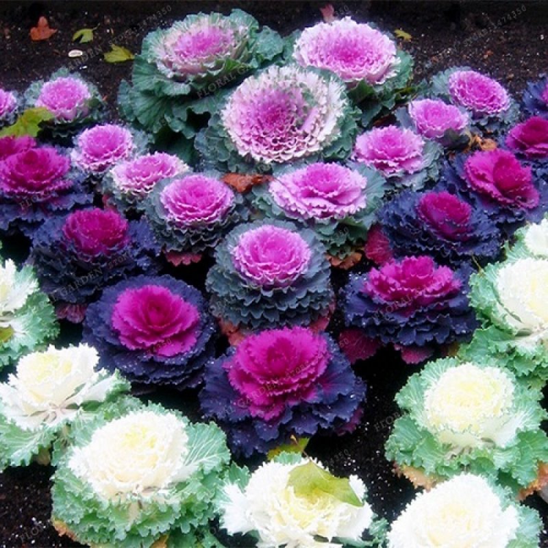 Декоративная капуста Brassica oleracea