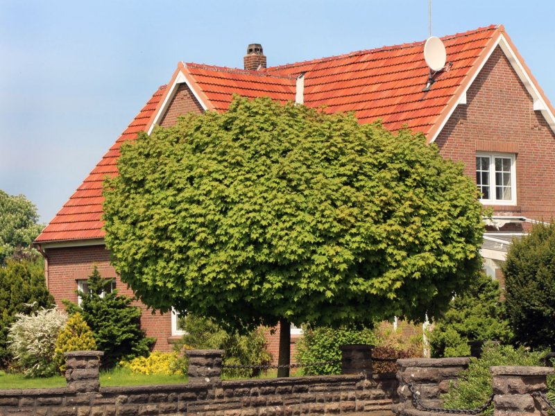 Acer palmatum Atropurpureum