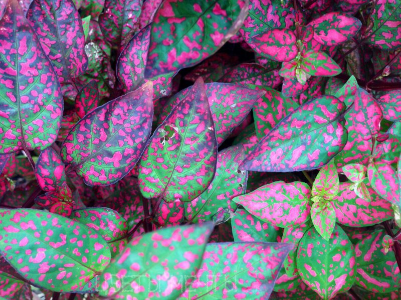 Гипоэстес листоколосниковый - Hypoestes phyllostachya