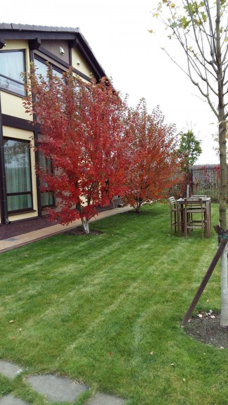 Acer palmatum Atropurpureum
