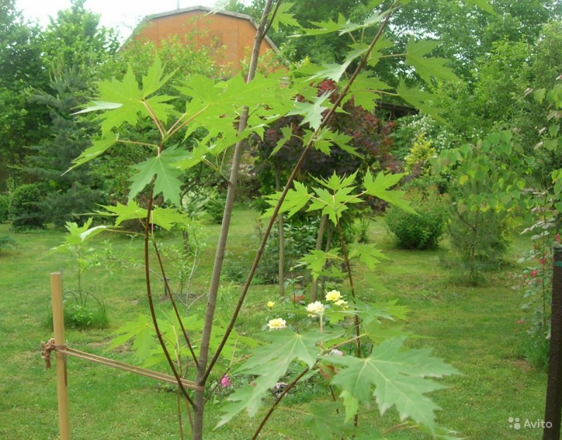 Краснолистный клён в ландшафтном