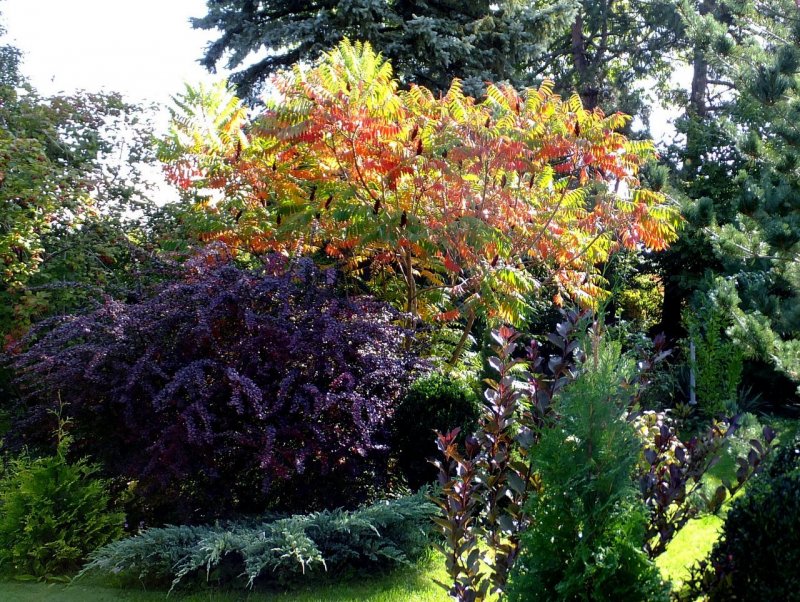 Acer palmatum 'Orange Dream'