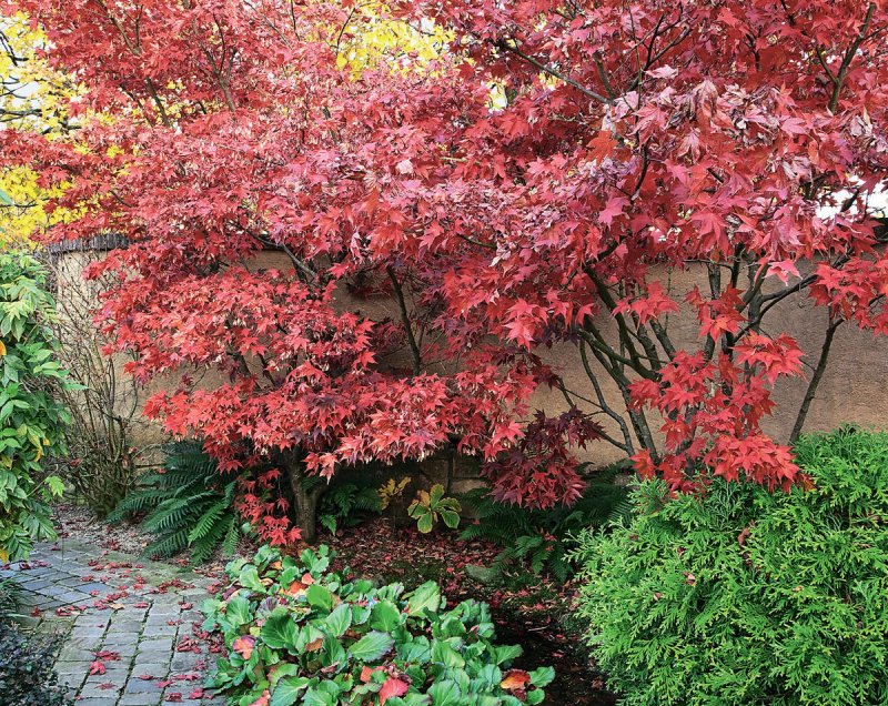Клен Acer palmatum Bloodgood