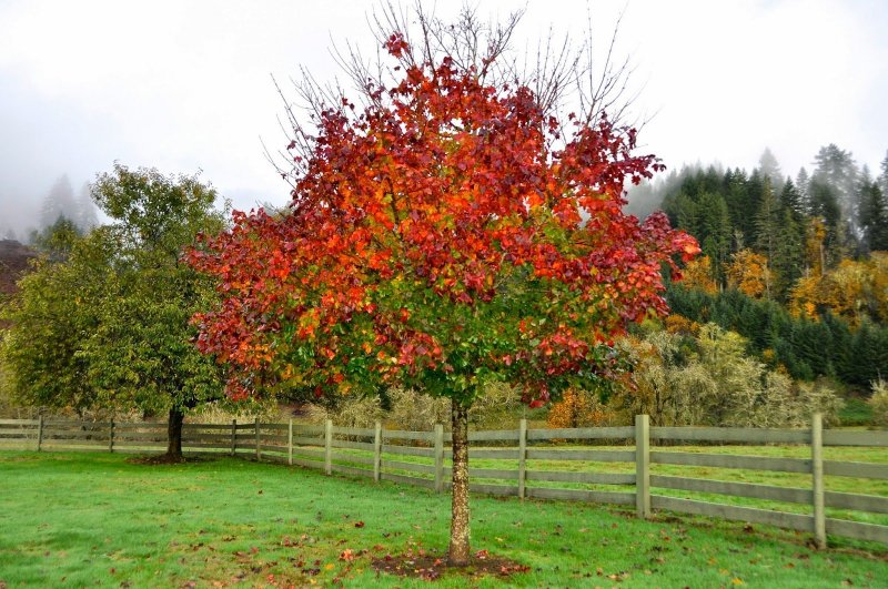 Acer palmatum Osakazuki
