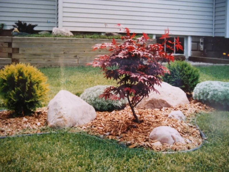 Acer palmatum Atropurpureum