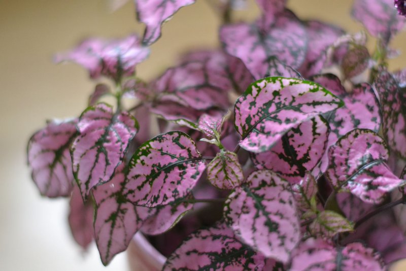 Гипоэстес листоколосниковый - Hypoestes phyllostachya