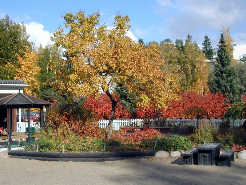 Японский остролистный клен