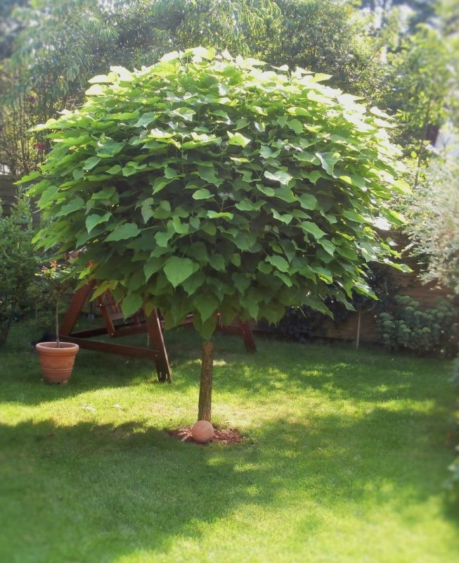 Acer palmatum 'Bloodgood'