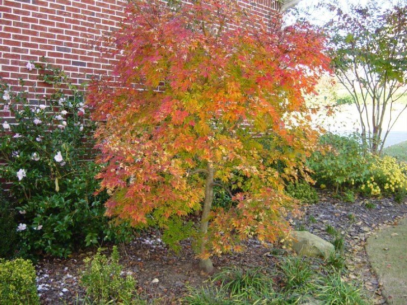 Клен Acer palmatum Atropurpureum