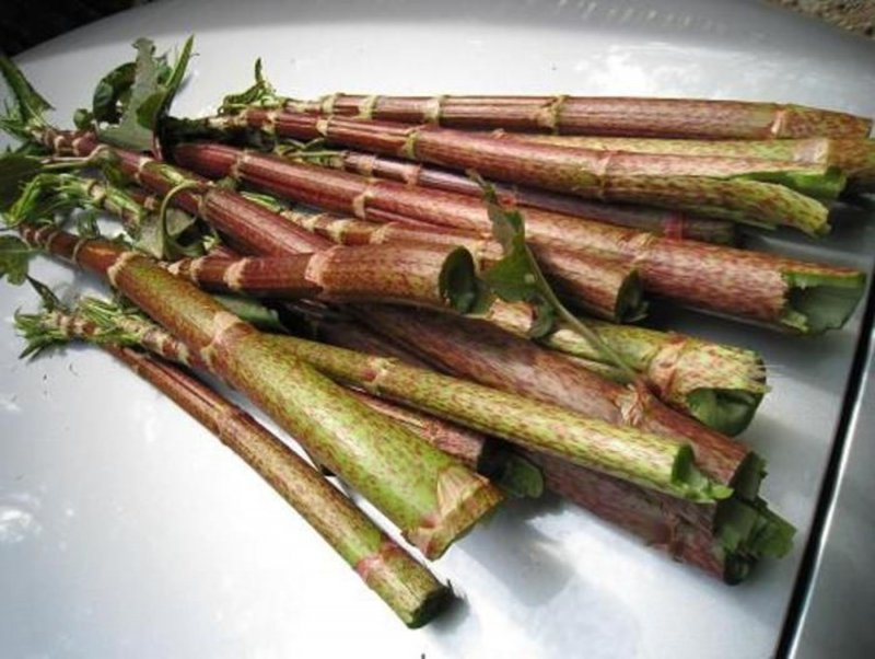 Горец японский (Рейнутрия)