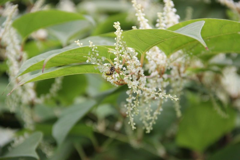Phyllostachys Vivax бамбук