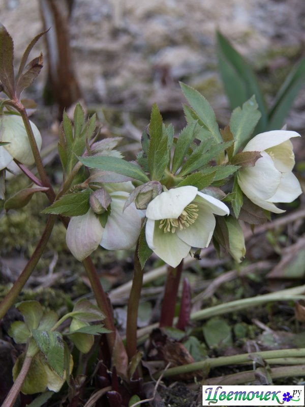 Морозник Winterbells