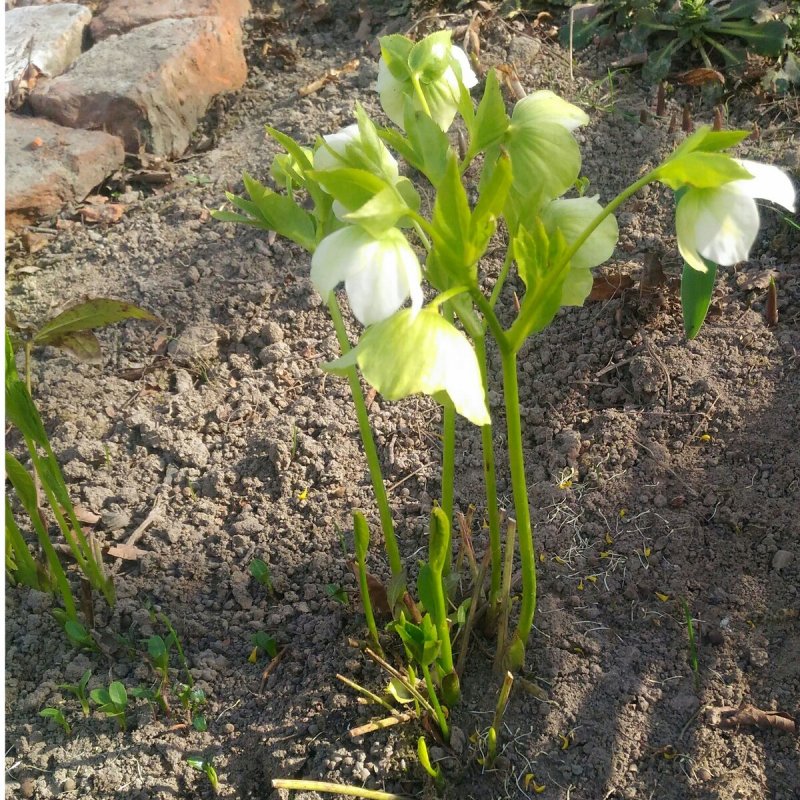 Морозник куст