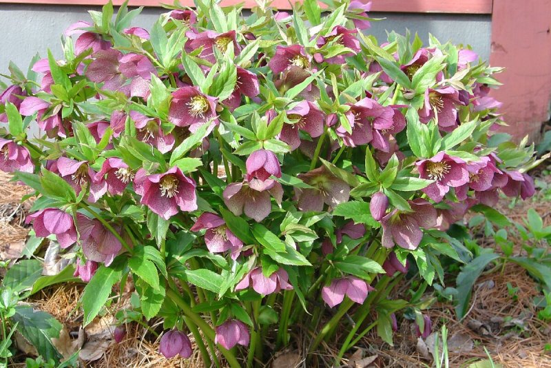 Морозник Восточный 'Lenten Rose'