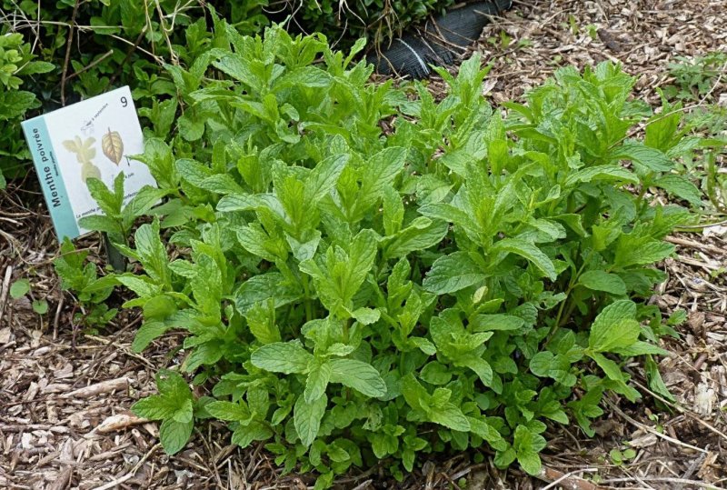 Мята перечная куст