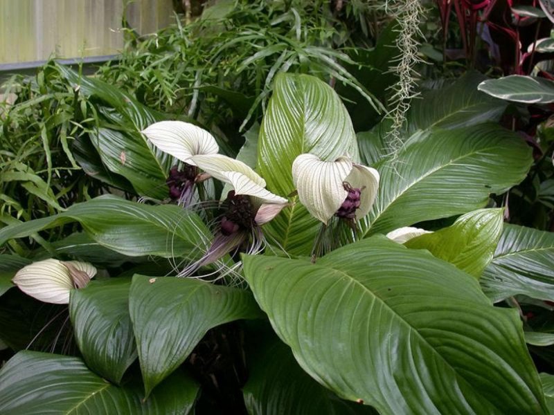 Tacca integrifolia - Такка цельнолистная.