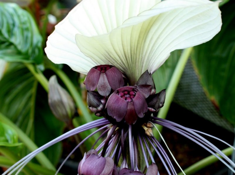 Такка Шантрье (Black bat Flower)