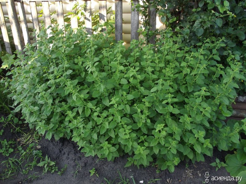 Мята перечная кустик
