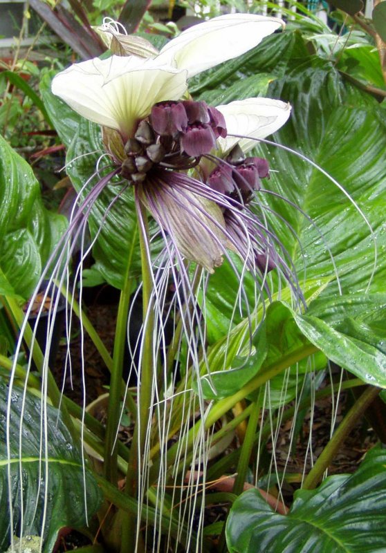 Tacca integrifolia - Такка цельнолистная.