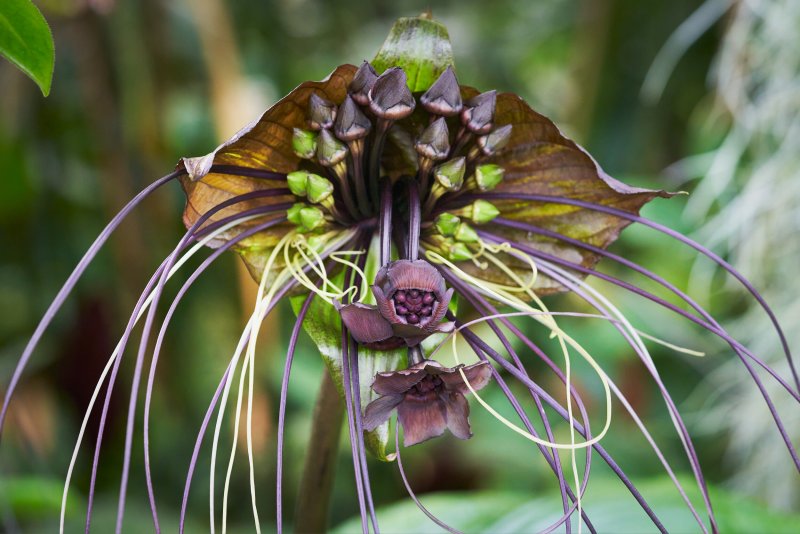 Такка (Tacca chantrieri)