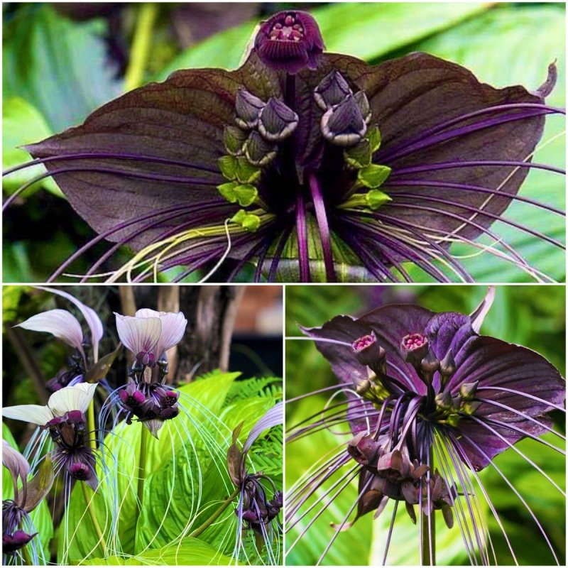 Tacca chantrieri 514 фото