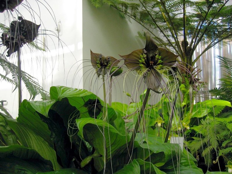 Tacca chantrieri Такка летучая мышь цветок дьявола
