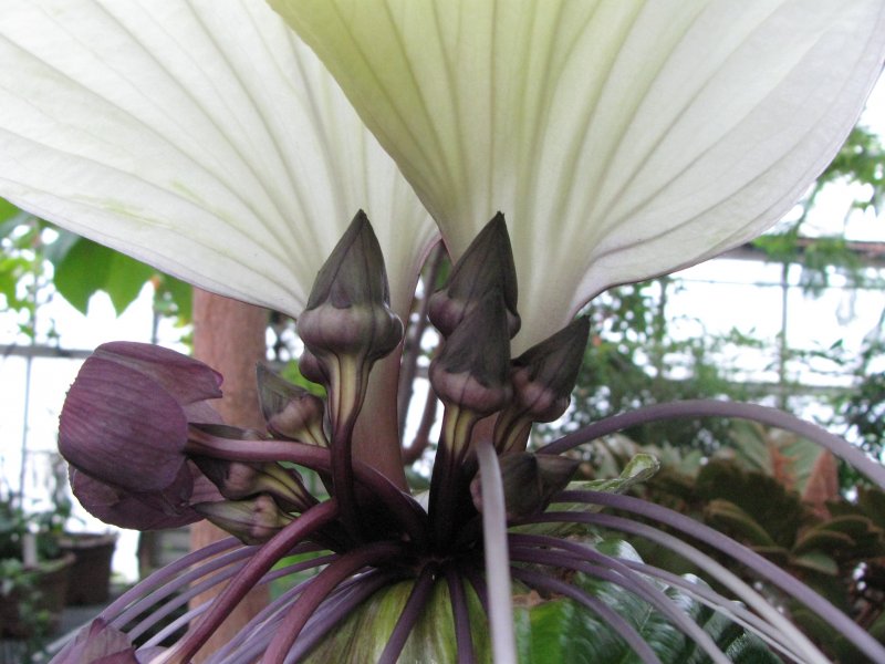 Tacca integrifolia - Такка цельнолистная.