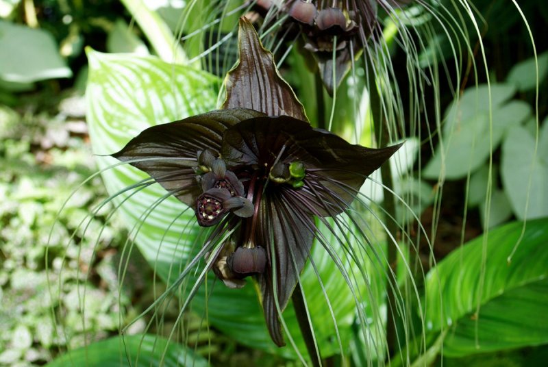 Такка (Tacca chantrieri)