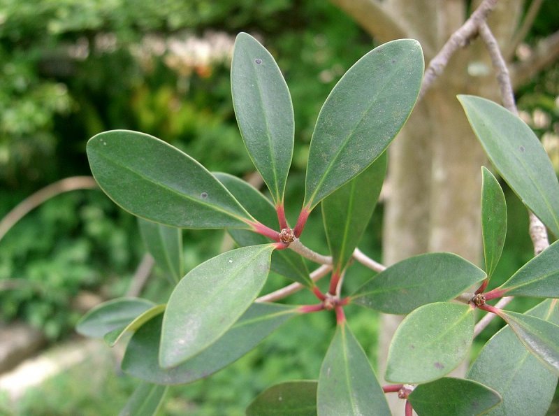 Ternstroemia japonica