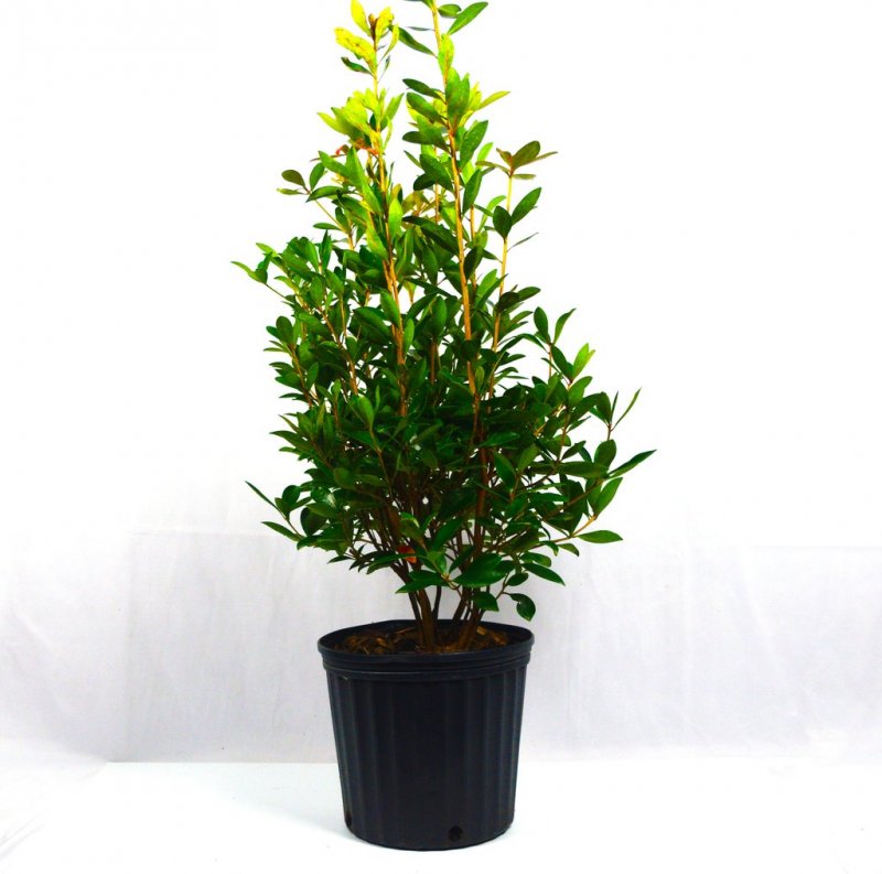 Ternstroemia gymnanthera