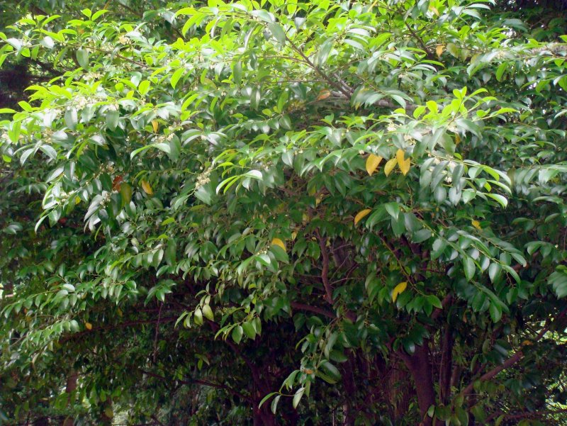 Cleyera japonica