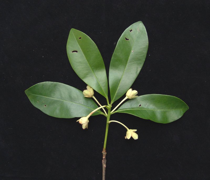 Ternstroemia japonica / японская тернстроемия