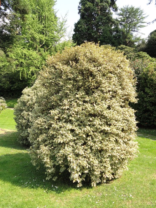 Cleyera japonica
