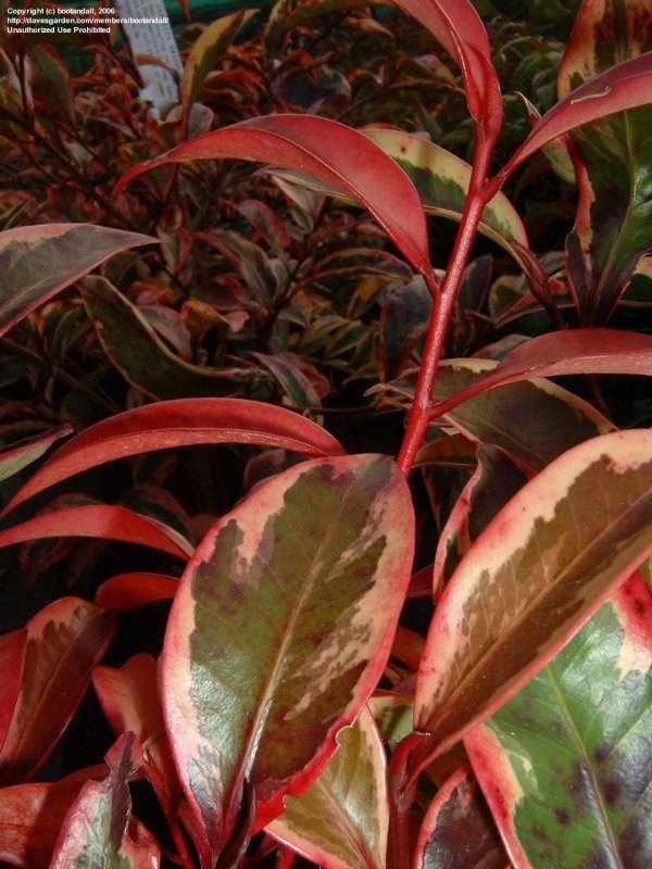 Cleyera japonica