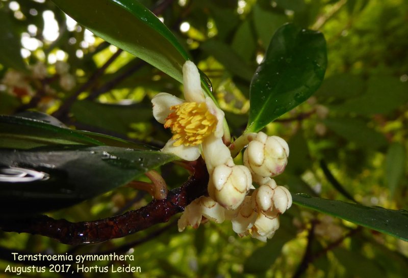 Ternstroemia japonica / японская тернстроемия