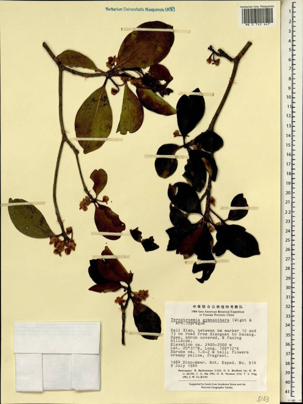 Voeltzkowia fierinensis