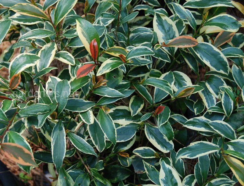 Ternstroemia гладкоцветковая